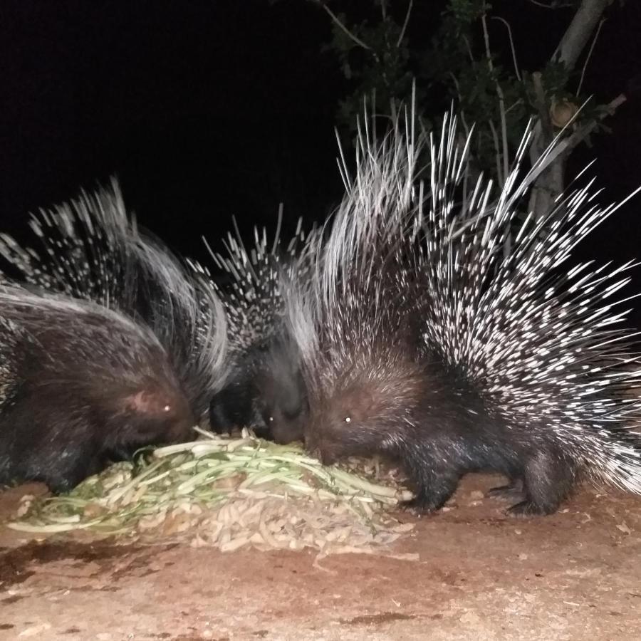 Отель Porcupine Camp Kamanjab Экстерьер фото