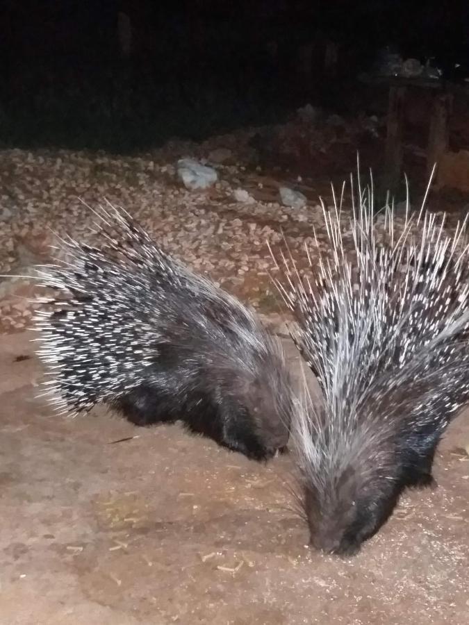 Отель Porcupine Camp Kamanjab Экстерьер фото